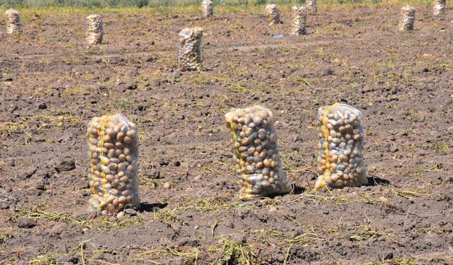Patates üretiminde Türkiye'nin lokomotiflerinden Sandıklı'da hasat dönemi başladı