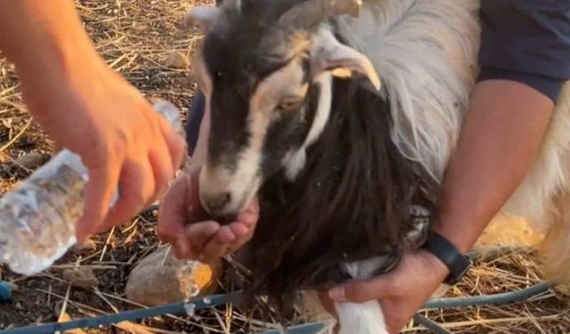 Siirt'te 30 metrelik obruğa düşen keçi AFAD tarafından kurtarıldı