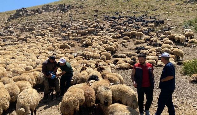 Şırnak'ta veteriner hekimlerden yaylalarda sağlık taraması ve eğitim seferberliği