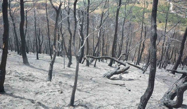 Susurluk'ta yangından etkilenen ormanlık alan yeniden yeşillendirilecek