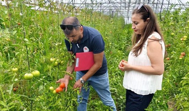 Tarım projeleri meyvelerini vermeye başladı