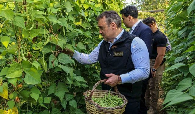 Tescilli Pazaryeri Boncuk Fasulyesi'nde hasat sezonu başladı