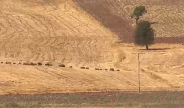Tunceli'de domuz sürüsü görüntülendi