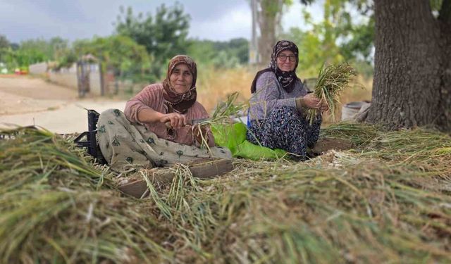 Türkiye'nin pırasa ambarında üretim mesaisi sürüyor