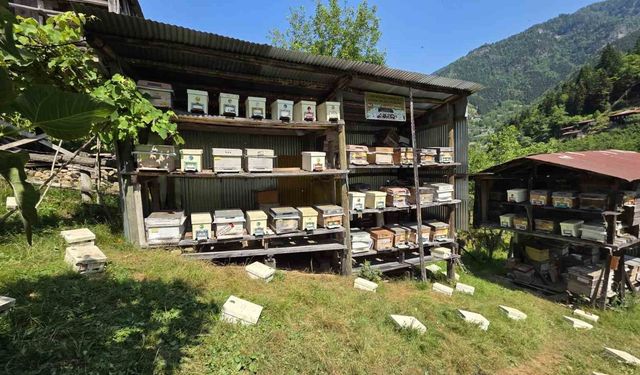 UNESCO korumasındaki Macahel'de bal hasadı başladı