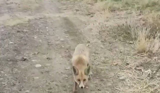 Yolda karşısına çıkan tilkiyi çerezle besledi