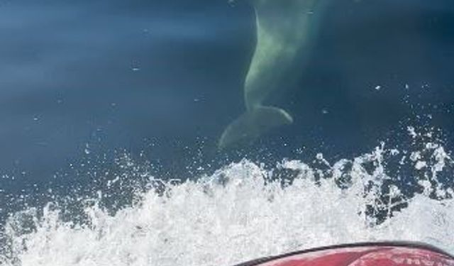 Yunuslar jet ski'nin peşine takıldı: Marmara'da renkli anlar