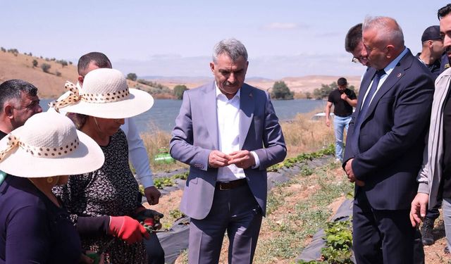 Vali Özkan'dan Doğankent'teki Çilek Tarlasına Ziyaret