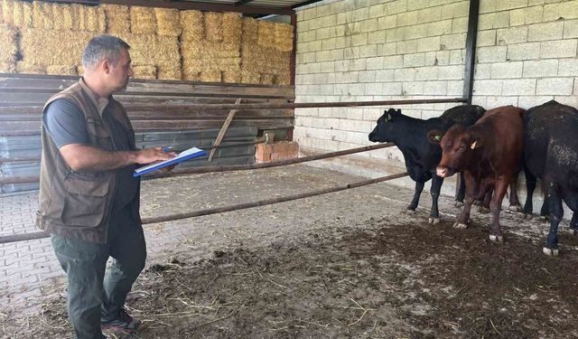 Afyonkarahisar'da 'Kırsalda Bereket Büyükbaşa Destek' projesi sürüyor