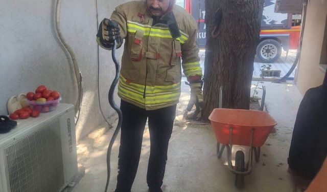 Antakya'da eve giren yılan ekipler tarafından yakalandı