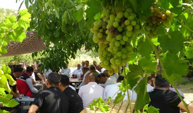 Batman'da mezrone üzümü için tarihi adım: Bağlıca köyünde kooperatifleşme heyecanı
