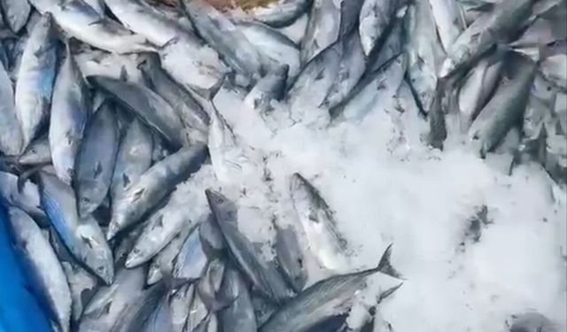 Bir gecede 2 bin adet palamut yakaladı