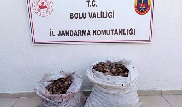 Bolu'da kaçak salyangoz operasyonu: 2 şahıs jandarmaya yakalandı
