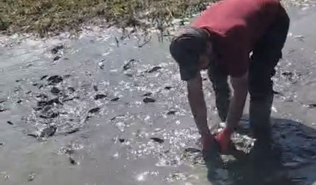 Çamur içinde kıvranan balıklar için tanker tanker su taşındı