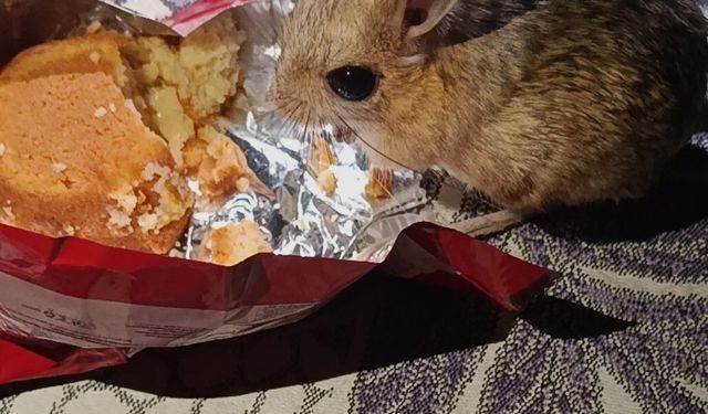 Diyarbakır'da yer sofrasına gelen Arap tavşanına kek ikram etti