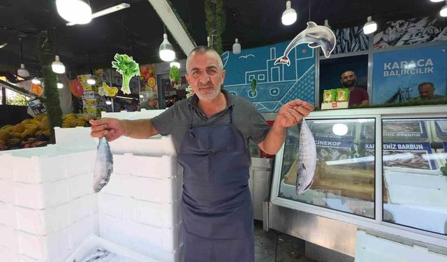 Düzce'de palamut tezgaha indi, vatandaş sıraya girdi