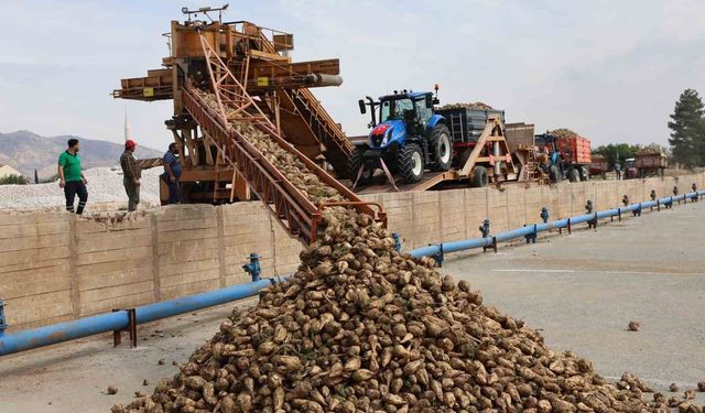 Elazığ Şeker Fabrikası'nda 71. Kampanya Dönemi açıldı: 240 bin ton pancar işlenecek