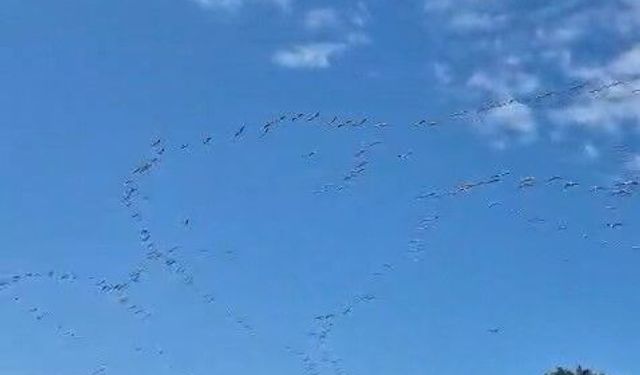 Göç eden leylek sürüsü gökyüzünde görsel şölen oluşturdu
