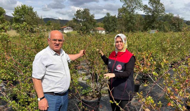 Gümüşova'da Yaban Mersini ve Aronya üretimi için yeni adım