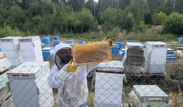 Hobi olarak 3 kovanla başladı, şimdi 250 arı kovanı var
