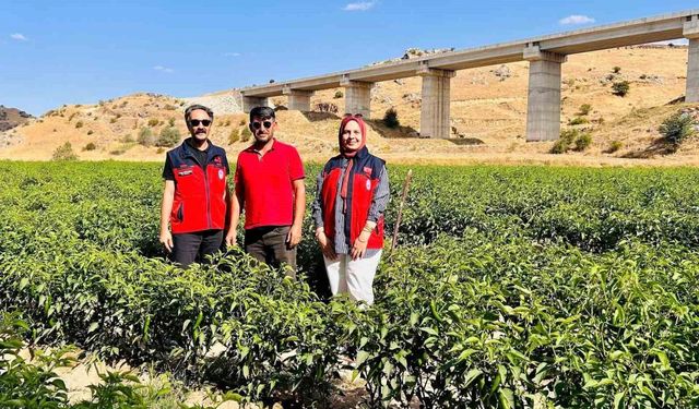 İscehisar'da jalapeno biber arazilerinde saha kontrolü