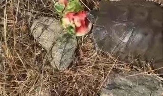 Kaplumbağaya su bulamayınca karpuz ikram etti