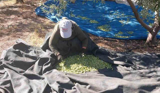 Mersin'de zeytin hasadı başladı: Bahçede 10 ile 60 TL arasında