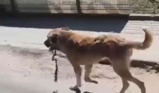 Ordu'da ağzına çengel takılan köpek kurtarıldı