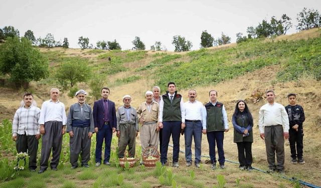 Şemdinli'de üzüm hasadı başladı