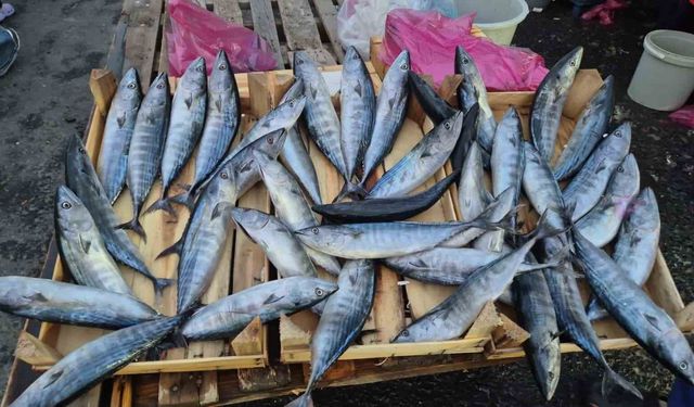 Tekirdağ'da palamut 75 TL'ye kadar düştü