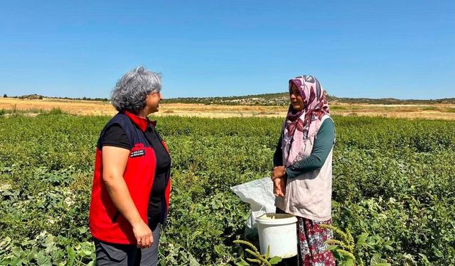 Turşuluk salatalık hasadı sürüyor