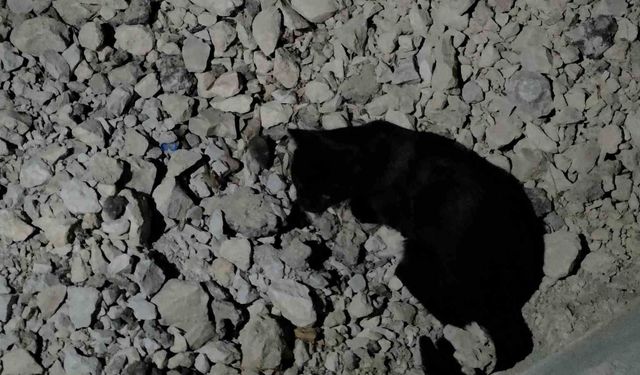 Van Gölü sahilinde sıra dışı anlar: Kedi yakaladığı fare ile saatlerce oynadı