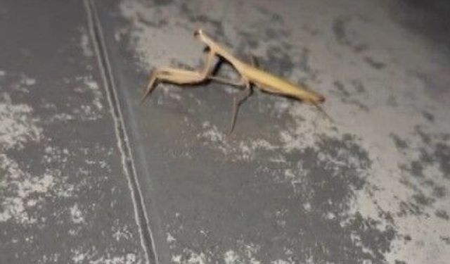 Vatandaşın Peygamber devesi ile diyalogu gülümsetti