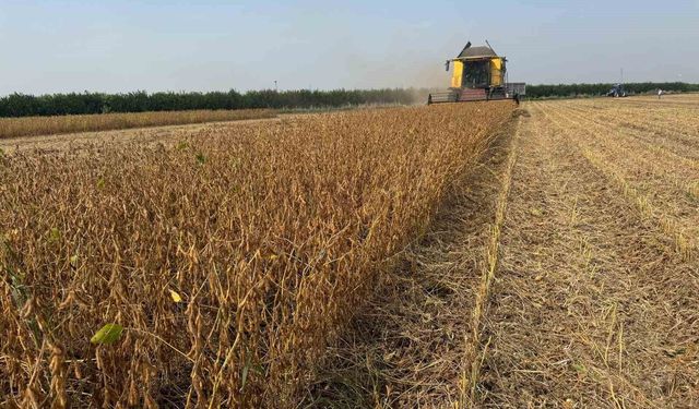 Adana'da soya hasadında biçerdöver ücretleri belirlendi