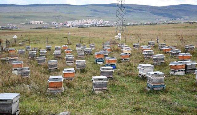 Ardahan'da bal hasadı bitti, 2027 sezonu için kış hazırlıkları başladı