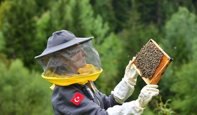 Artvin'de arıcılığı turizmle buluşturmak için rota belirleniyor