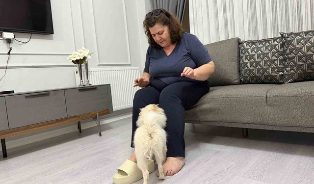 Aydın'dan alınan köpek Mardinli ailenin kabusu oldu