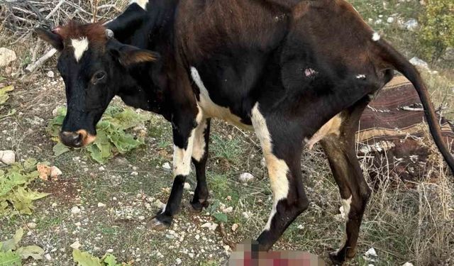 Batman'da pikap ineğe çarptı