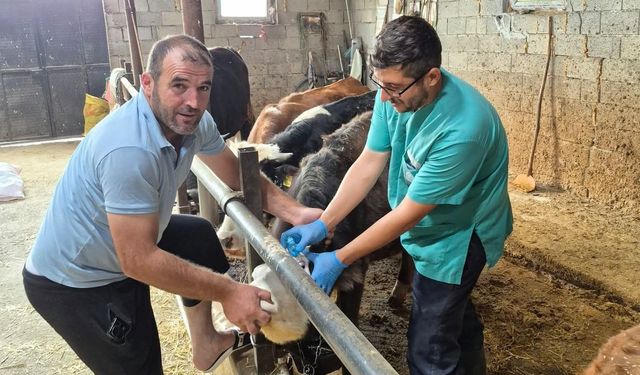 Beyşehir'de şap aşısı mesaisi sürüyor