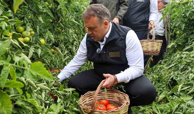 Bilecik'te sofralık ve salçalık domates mesaisi