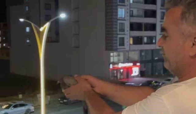 Bingöl'de havalandırma boşluğuna düşen 3 güvercini itfaiye kurtardı
