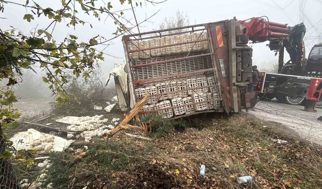 Bolu'da virajı alamayan kamyon devrildi: Onlarca tavuk telef oldu