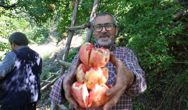 Coğrafi işaretli Kuytucak narında hasat başladı