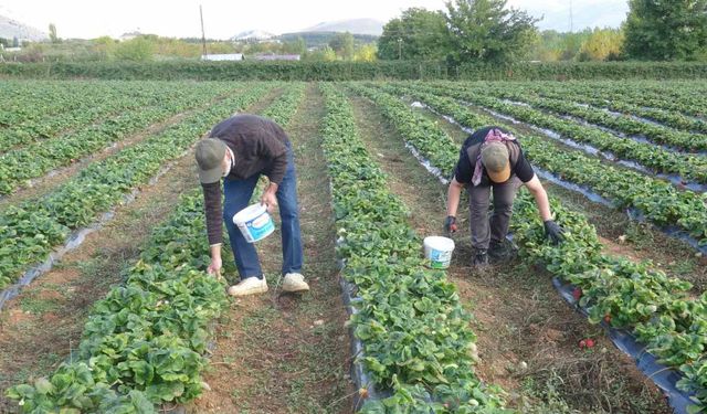 Deneme amaçlı ektikleri çilekte siparişlere yetişemiyorlar