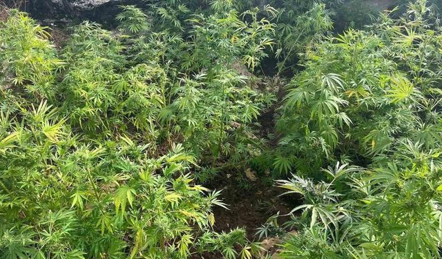 Diyarbakır'da 44 bin 327 kök kenevir ele geçirildi
