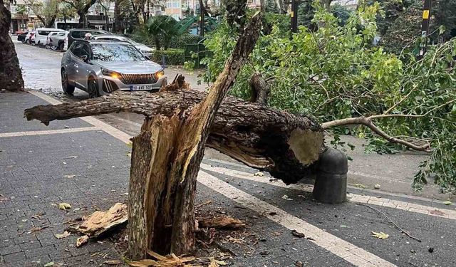 Erdek'te fırtına ağacı gövdesinden kırdı