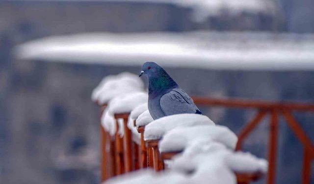 Erzurum Türkülerinde kuşların kanat çırpışı: Güvercin ve turnanın ezgisel sırrı çözüldü