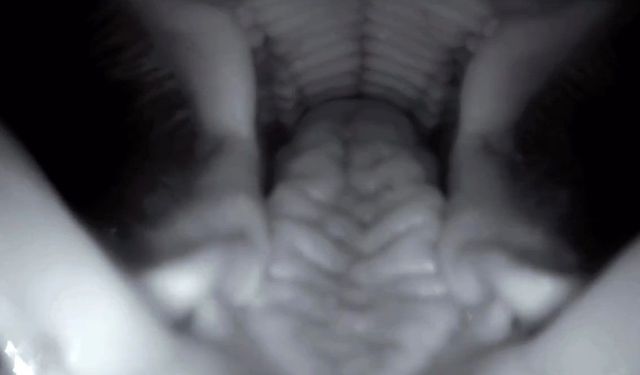 Fotokapanı yemeye çalıştı, Domuzun ağzının içi saniye saniye görüntülendi