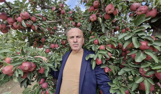 Karaman'da elmada rekolte yüksek olunca fiyatlar geriledi