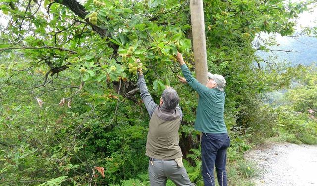 Kastamonu'da kestane vatandaşların yüzünü güldürüyor: Ormanlardan toplanıyor, 350 liraya kadar alıcı buluyor